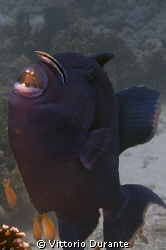 Pseudobalistes Fuscus by Vittorio Durante 